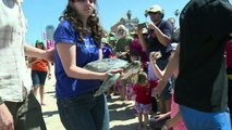 Liberación de tortugas en Montevideo