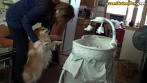 Bebeği Görünce Heyecandan Çılgına Dönen Köpek