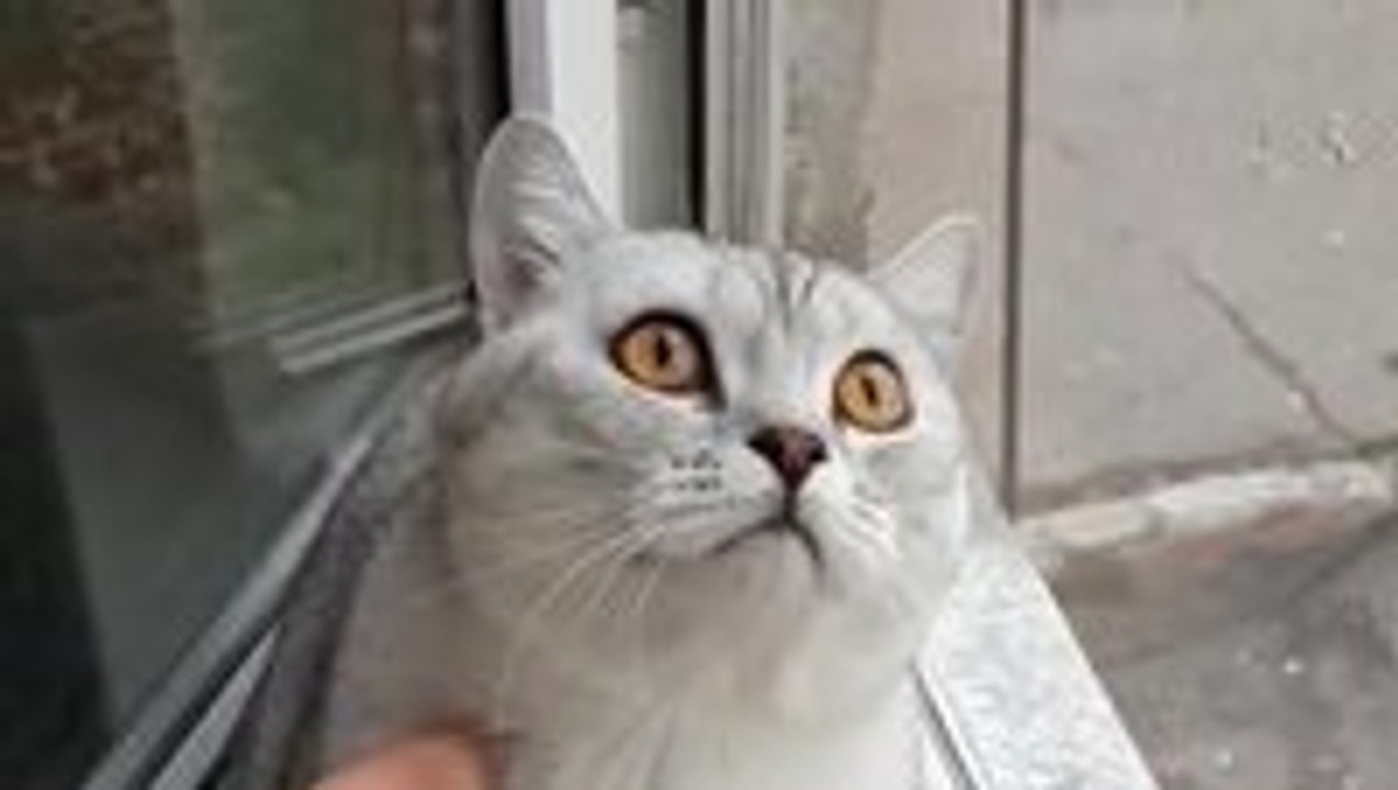 Focused kitty is focused