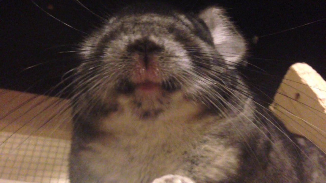Extreme Chinchilla Nose Wiggles!