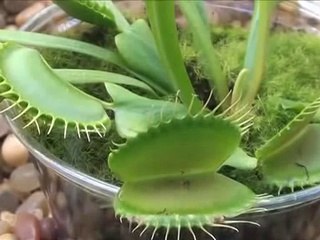 Plant Eating Bugs!