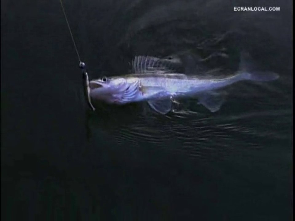 PÊCHE : Pêche au sandre au lac de Castelnau-Lassouts