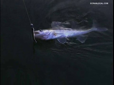 PÊCHE : Pêche au sandre au lac de Castelnau-Lassouts