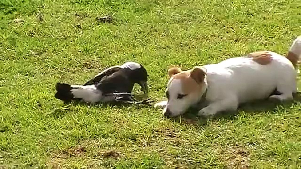 dog and crow