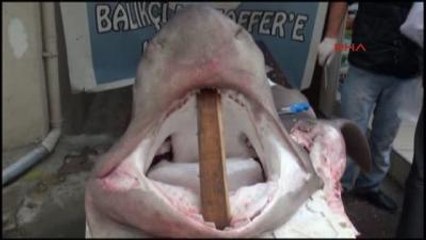 Özel- Üsküdar'da Kansere Şifa Niyetine Köpek Balığı Eti Dağıtıldı Ama..