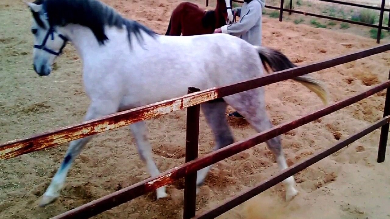 Riding Horses(Arabian Riding)Photos