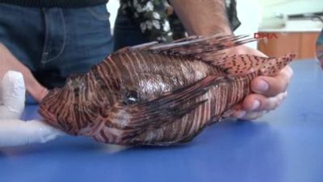 Akdeniz'deki Zehirli Balık Türleri Artıyor