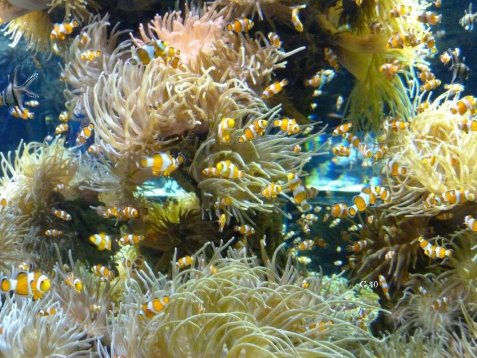 MONACO le musée océanographique ( HD )