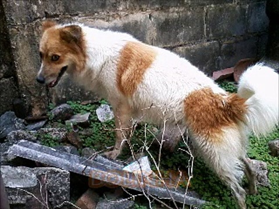 a cadelinha BOLINHA