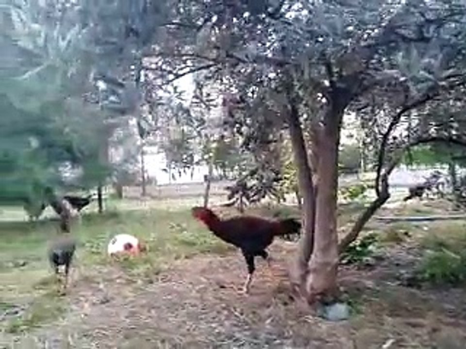 Jnr. Palak (Paloş)