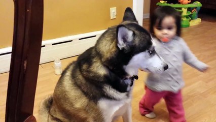 Baby Loves Siberian Husky Dog!