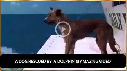 Heartwarming Rescue: How a Dolphin Saved a Drowning Dog 🐬