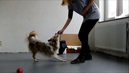 Maori - 1 an, 2 mois, 16 jours - Salut