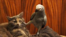 Parrot Annoys Cat Without Reason : MUST WATCH!