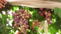 Angoor Wadi (grapes welly) BARI PAKISTAN By Nasir Mahmood