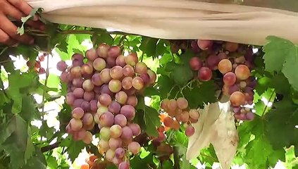 Angoor Wadi (grapes welly) BARI PAKISTAN By Nasir Mahmood
