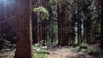 Forest | Stock Footage | Files - Videohive