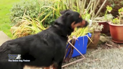 Case Study Chicken Killing and Running Away