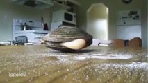The INCREDIBLE moment clam uses giant 'tongue' to lick salt