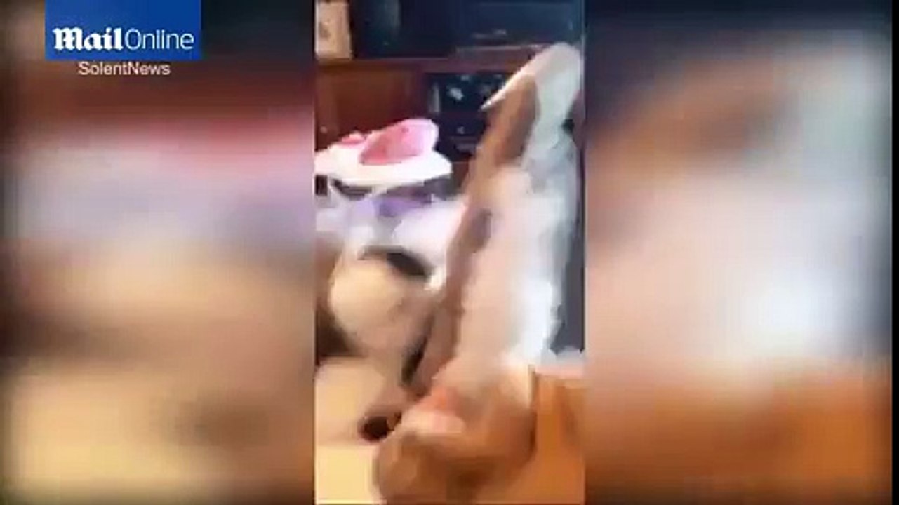 Sa petite peluche Koala toute innocente parle pour dire "fils de pute"