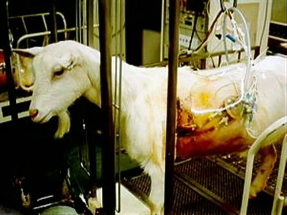 Vous aimez vos animaux ? vous aimez vous maquiller ?