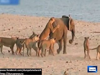 Elephant fight to lions
