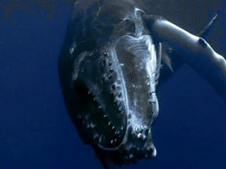 'Whale Wars' Promo Discovery 2009 UK