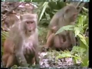 Britches le singe macaque bébé sauvé d'un laboratoire