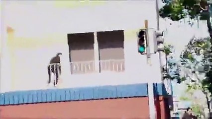 Skateboarder hits a moving car after making awesome jump