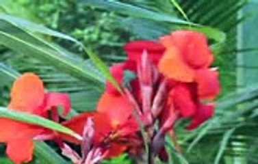 very_sad_songs_hindi_hd_video_indian_music_2011_bollywood_english_violin_2010_hits_playlists_movies_hi_62601