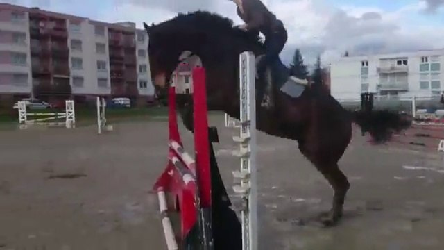 Karistan - Séance obstacle en licol le 16 novembre 2014