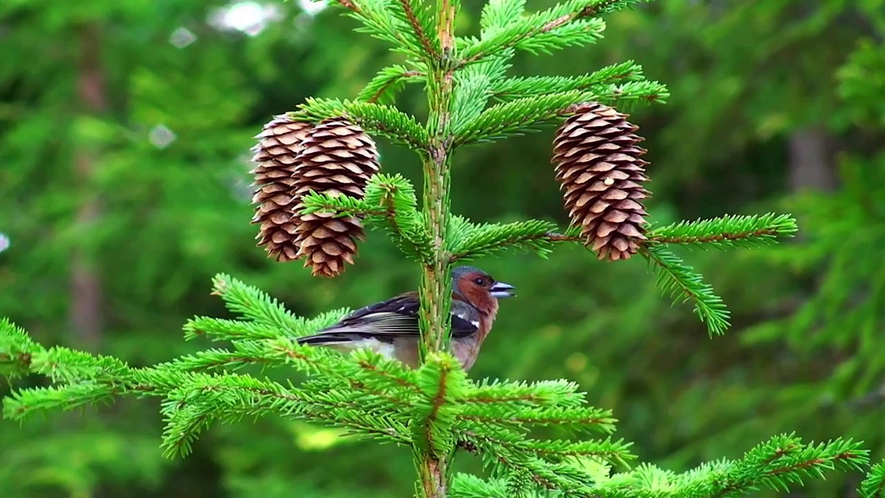 Innere Welten Äußere Welten - Teil 3_ Die Schlange und die Lotusblüte