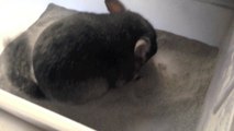 Fat Chinchilla Taking Dust Bath!