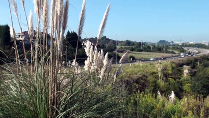 Campaña de firmas contra la invasión de los Plumeros
