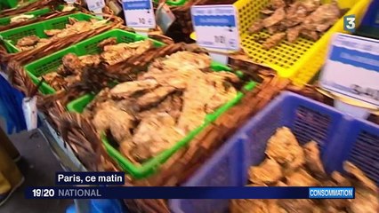 Bassin d'Arcachon : les ostréiculteurs retrouvent le sourire