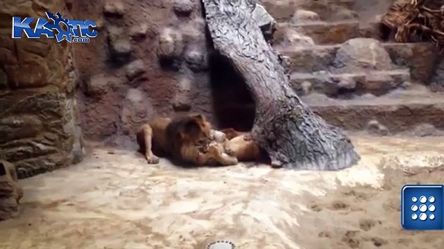 Лев самец убивает самку в зоопарке (Male lion killed female in zoo)