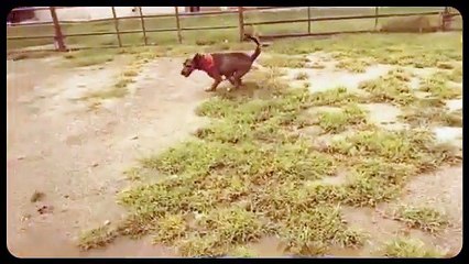 Ashton - Adopted Dog at Collin County Animal Services