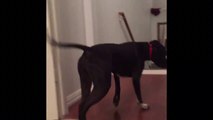 This dog moonwalks because he’s scared
