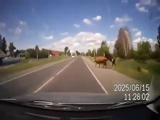 Araba ineğe çiftleşirken çarptı .  Nasıl mı olur - izleyin ve görün ! Dünyada bir ilk. inek ve öküz