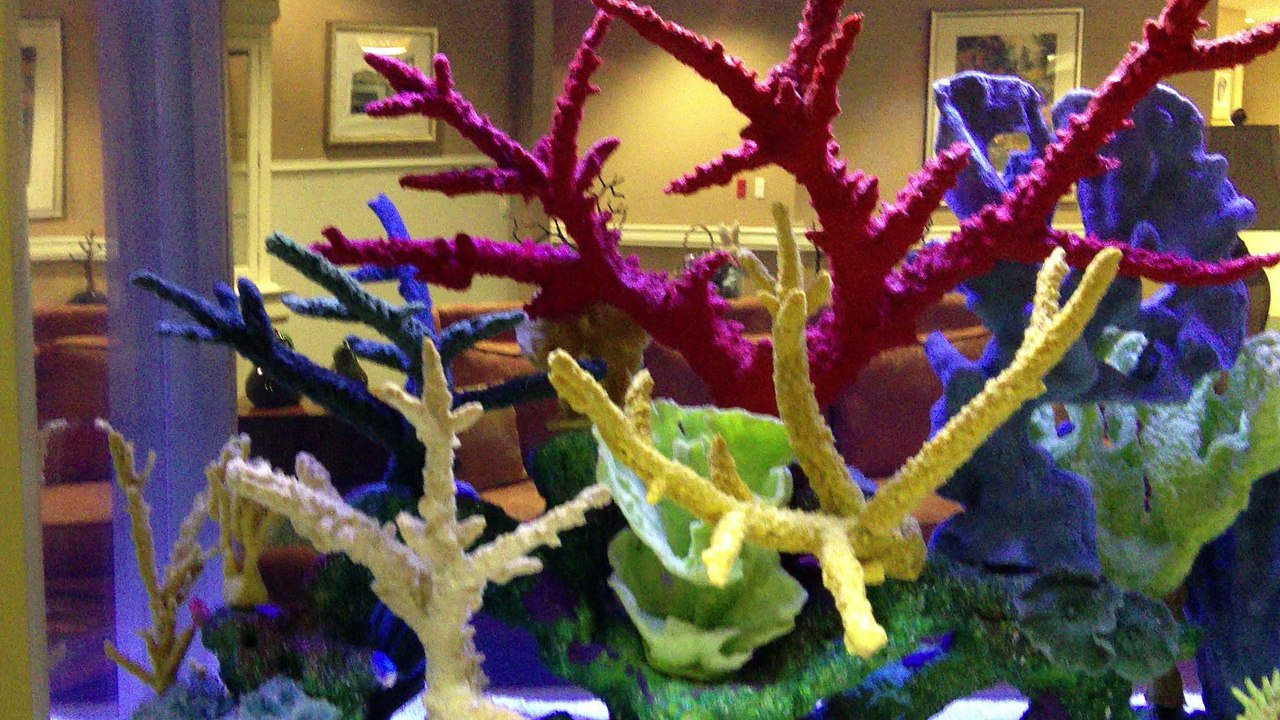 Orange Park, FL. Fish Tank Service 904.588.2700 Orange Park, Florida.