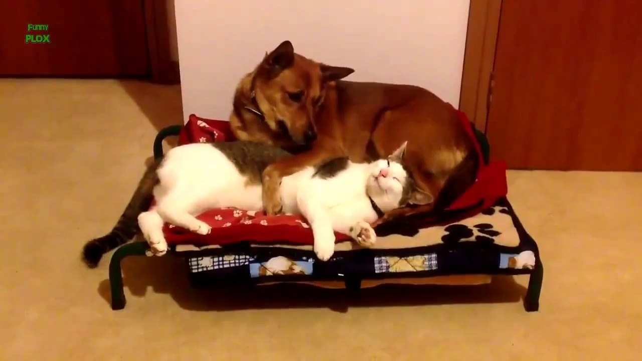 Funny Cats Stealing Dog Beds Compilation [HD]