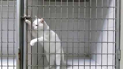 Amazing Smart Cat: Escapes Cages by Opening Locks!