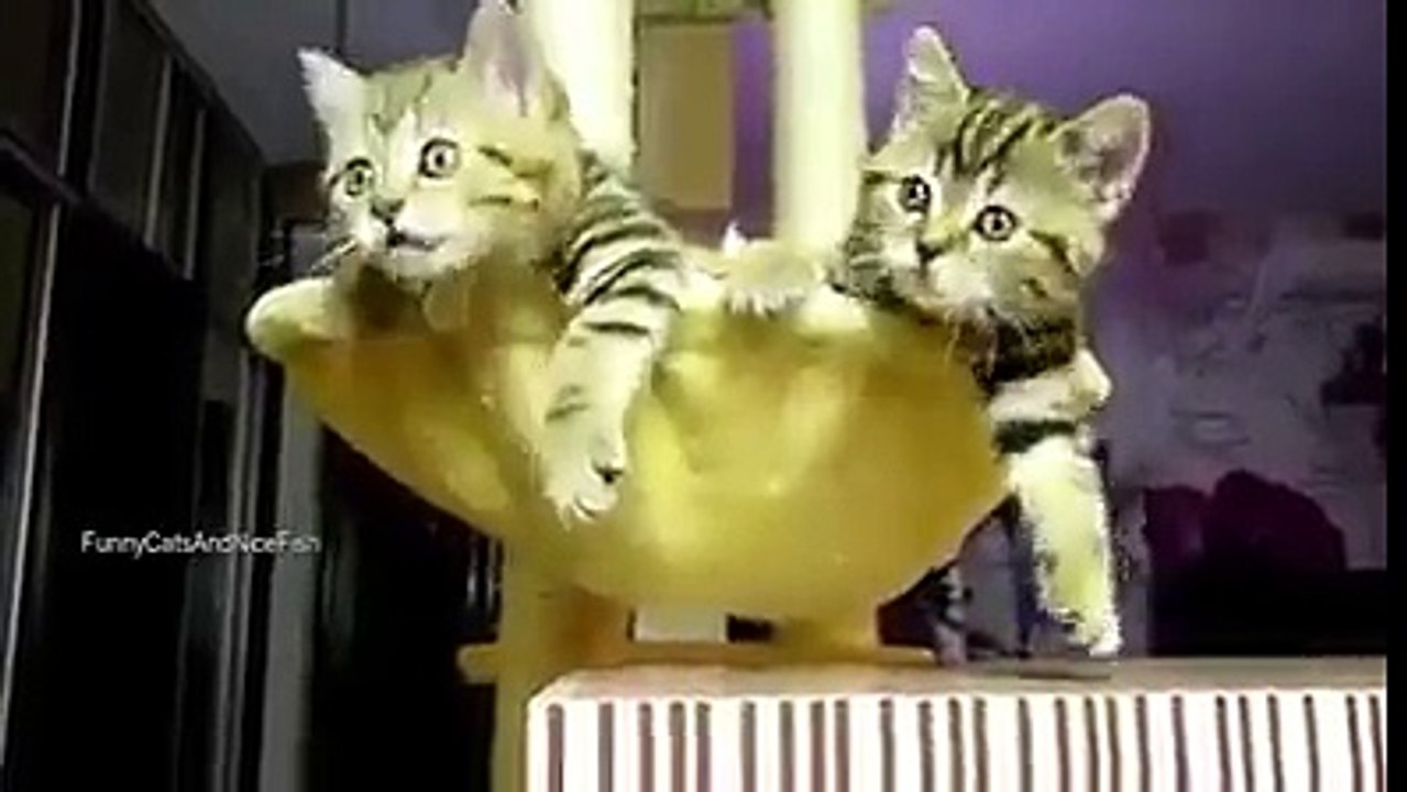Cute Cats Play Amazing