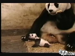 The Sneezing Baby Panda