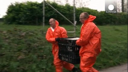 La UE actúa para frenar el brote de gripe aviar en Holanda
