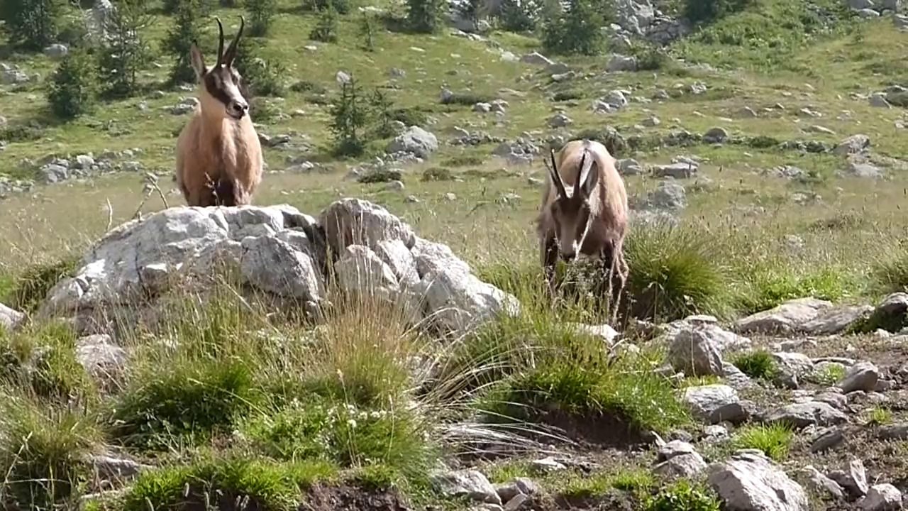 Les Chamois des Lacs de Prals (HD)