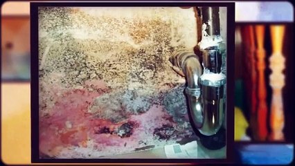 Home Inspectors Nashville TN Explain Mold