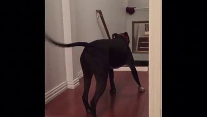 Technique d'un chien pour passer les portes