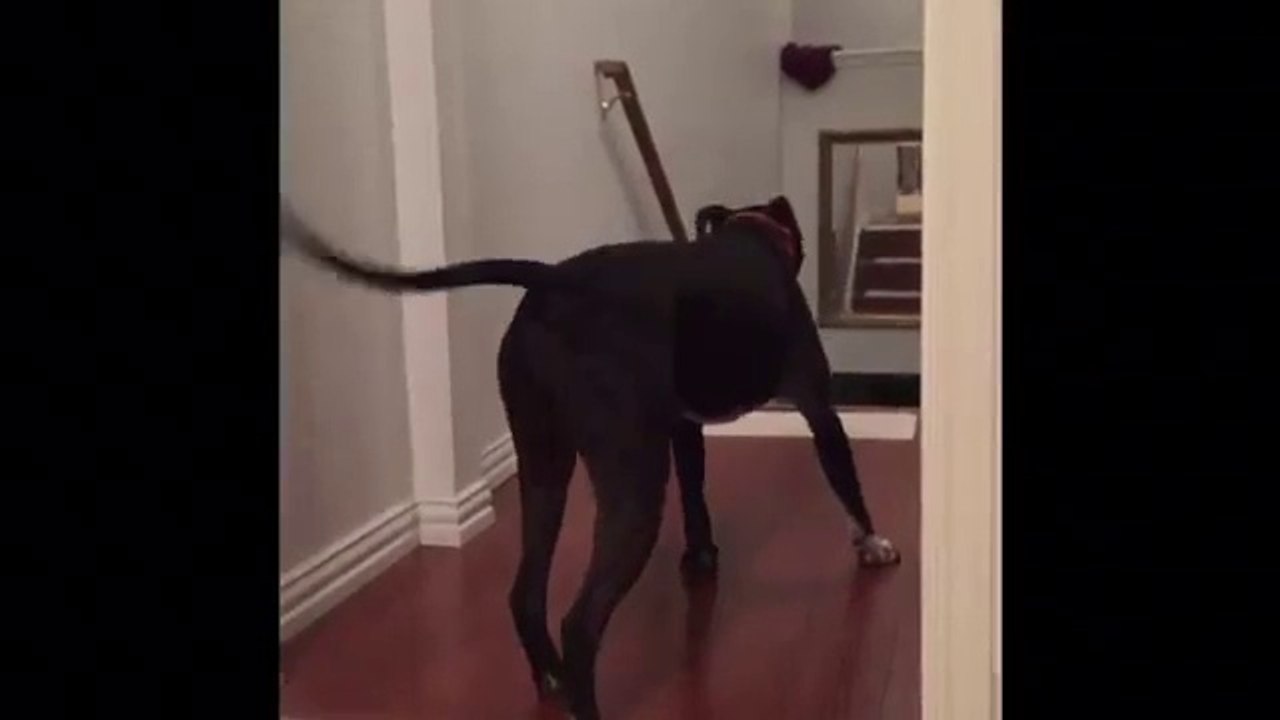 Technique d'un chien pour passer les portes