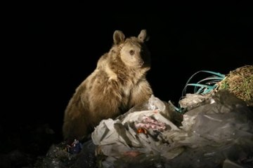 Kars Ayılarla Selfie Yüzünden Çöplüğe Tel Örgü Çekilecek